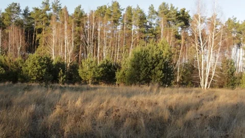 Winter forest in sunny weather Stock Footage 298375355