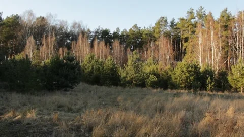 Winter forest in sunny weather Stock Footage 298375645