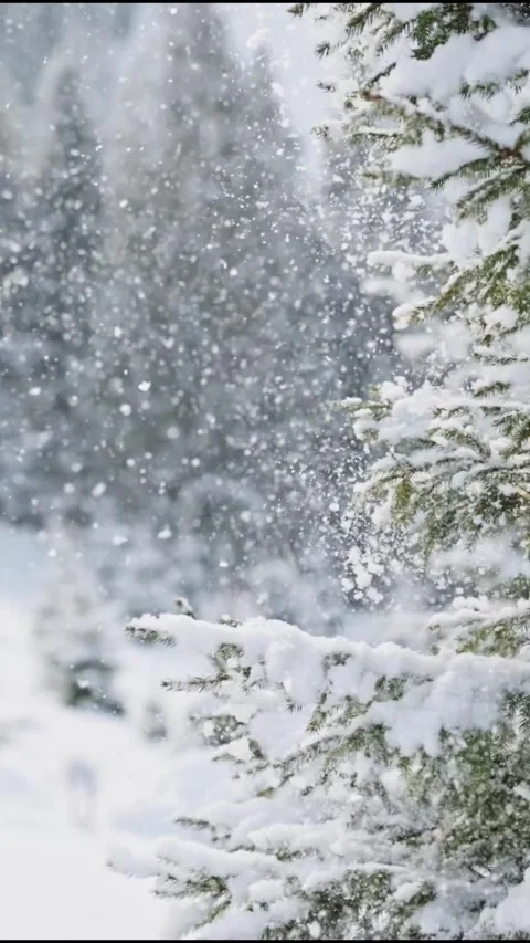 Winter forest in sunny weather. Wind blows snow from the trees. Snow falls from Video stock 273208945