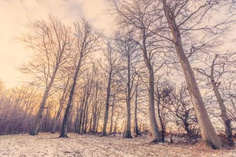 Winter forest in the sunrise Stock Photos