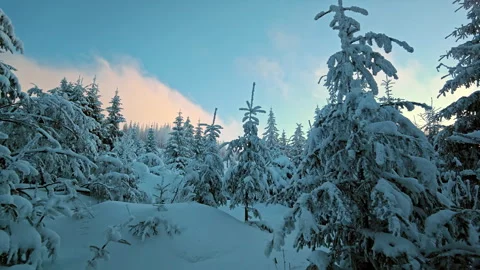 Winter Forest Sunset Clouds Timelapse Over Snowy Pine Trees Stock Footage 336498311