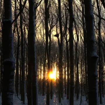 Winter forest, with sunset cutting through the trees, some birds flying in b Illustrazione stock
