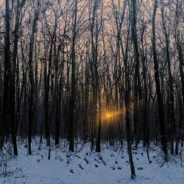 Winter forest, with sunset cutting through the trees, some birds flying in b Illustrazione stock