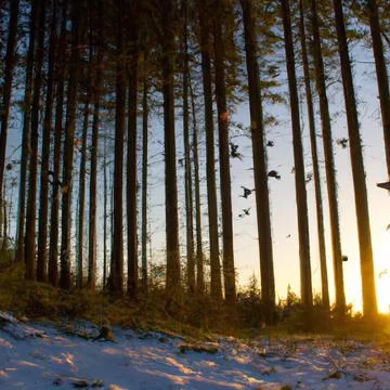 Winter forest, with sunset cutting through the trees, some birds flying in b Illustrazione stock