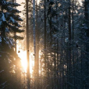 Winter forest, with sunset cutting through the trees, some birds flying in b Illustrazione stock