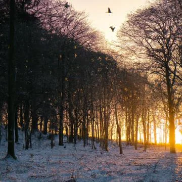 Winter forest, with sunset cutting through the trees, some birds flying in b Illustrazione stock