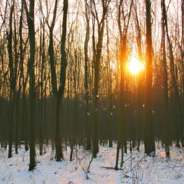 Winter forest, with sunset cutting through the trees, some birds flying in b Illustrazione stock