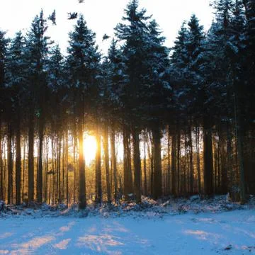 Winter forest, with sunset cutting through the trees, some birds flying in b Illustrazione stock