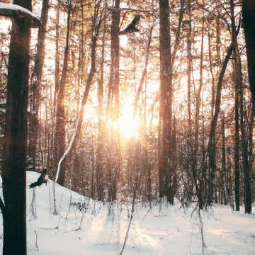 Winter forest, with sunset cutting through the trees, some birds flying in b Illustrazione stock