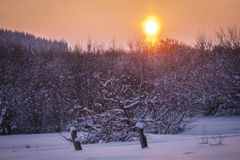 Winter forest at sunset in the evening Stock Photos