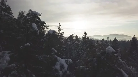 Winter forest at sunset Stock Footage 83407792