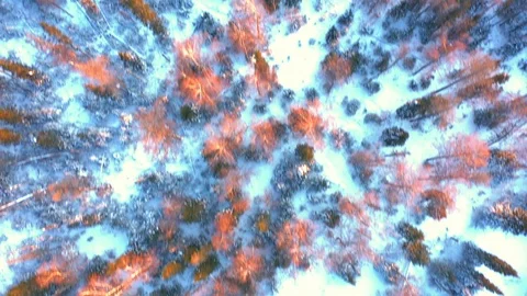 Winter forest at sunset from a height Stock Footage 121316645