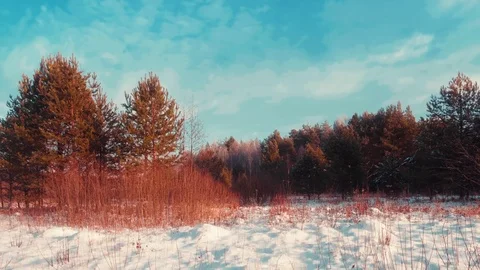 Winter forest at sunset. Panning shot Stock Footage 123008264
