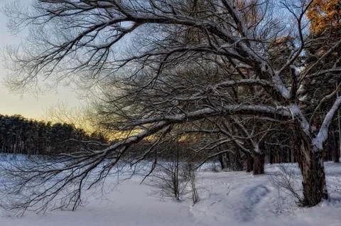 Winter forest at sunset Stock Photos