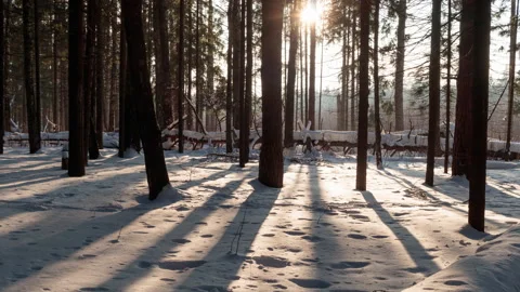 Winter forest in sunset sun rays. Stock Footage 170043025