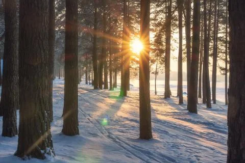 Winter forest at sunset. Sun through trees in snowy forest park. Evening in f Foto stock