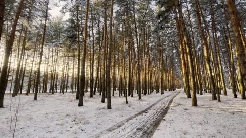 Winter forest at sunset. sunset in the forest. Winter spruce tree at sunset Stock Footage 270188795