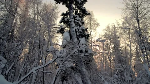 Winter forest at sunset, wiring from the bottom to the top Stock Footage 169447728