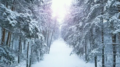 Winter Forest Sunshine Snow Covered Trees Aerial Flight Through the Snowy Forest Stock Footage 86213169