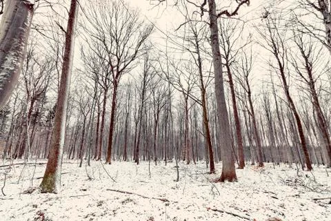 Winter in the forest with tall barenaked trees Stock Photos