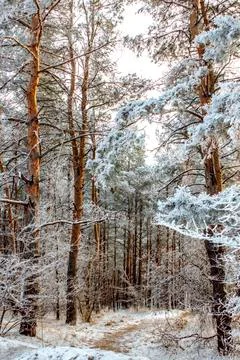 Winter forest, tall pines with fluffy branches covered with snow Stock Photos