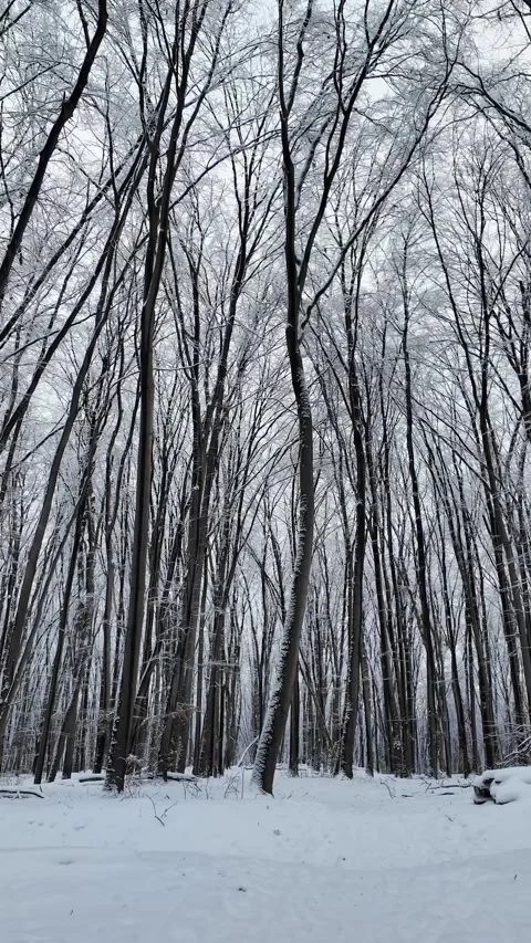 Winter Forest With Tall Snowy Trees Stock Footage 334861870
