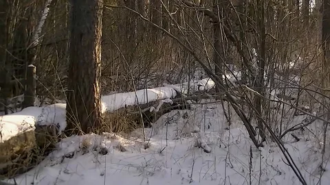 In the winter forest a tall tree fell and bared its roots Video stock 99827042