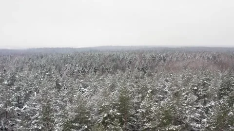 Winter forest texture. Winter frozen landscape. Flying over snow covered forest. Stock Footage 147988388