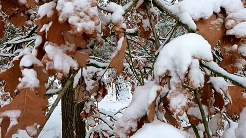 Winter forest thicket oak tree leaves covered snow Stock Footage 156394183