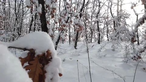 Winter Forest Thicket Oak Tree Leaves Covered Snow Stock Footage 166572035
