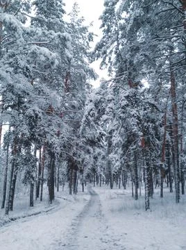 Winter forest thicket Stock Photos