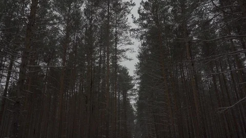 Winter forest tilt up along the trees Stock Footage 104691006