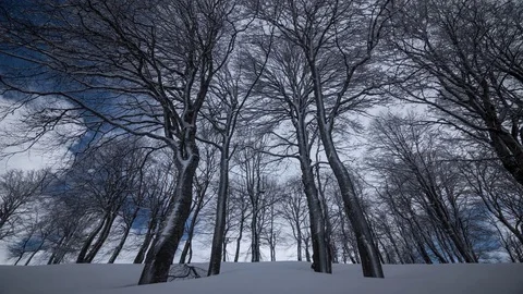Winter Forest time lapse Stock-Footage 83706785