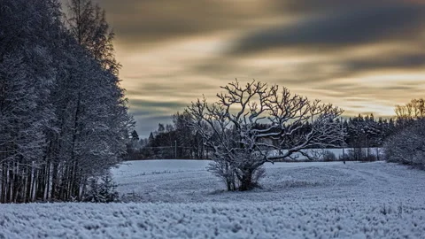 Winter forest timelapse with dramatic yellow and white cloudy sky, Stock Footage 166620475