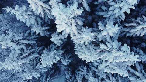 Winter forest top down aerial Stock Footage 167864063