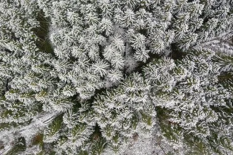 Winter forest as top down shot, straight from above the view at the white Stock Photos