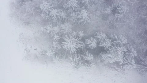 Winter forest top down view Stock Footage