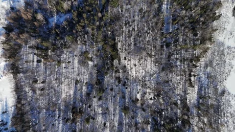 Winter forest top scrolling Stock Footage 295545820