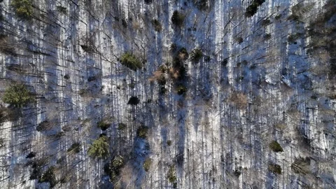 Winter forest top scrolling Stock Footage 295545964