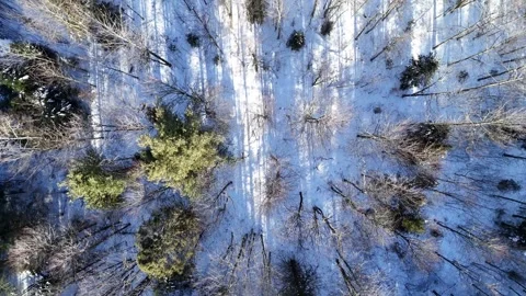 Winter forest top scrolling Stock Footage 295546201