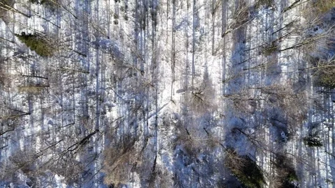 Winter forest top scrolling Stock Footage 295546213