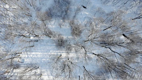 Winter forest top view aerial shot Stock Footage 103344176