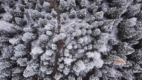 Winter forest top view, going up aerial landscape background, view from above Stock Footage 119497003