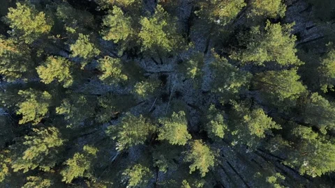 Winter forest topdown takeoff. Aerial drone footage Stock Footage 146173585