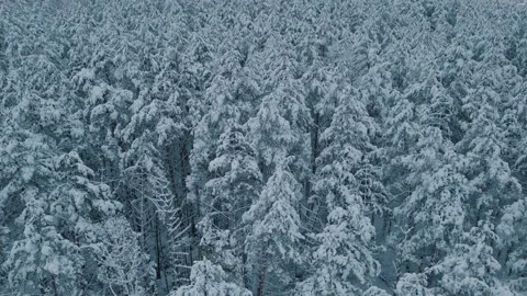 Winter forest tops of pines and ales flying on a drone 4K video Video stock 155992134