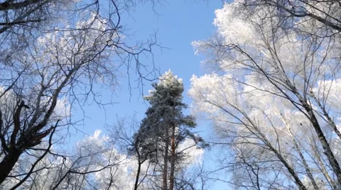 Winter forest, the tops of the trees Stock Footage 46179939