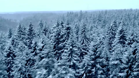 Winter forest. The tops of the trees 動画素材 146265777