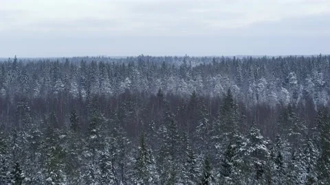 Winter forest. The tops of the trees. 動画素材 147079946