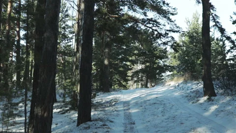 Winter forest tracking shot Stock Footage 116906747