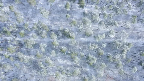 Winter forest with trail from aerial view. Stock Footage 147663082